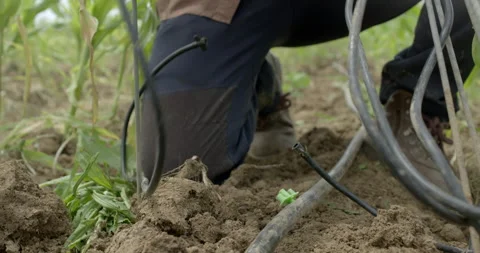 Farmer working in corn field Video stock 141441921