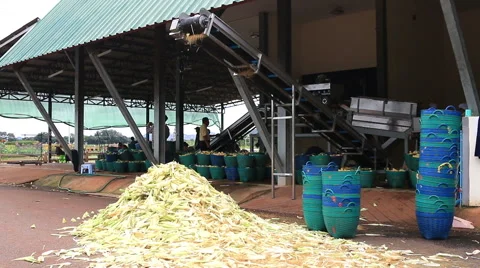 Farmer working with corn peeling machine. Stock Footage 44762279