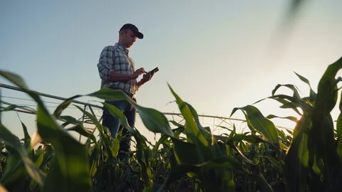 Farmer working in a cornfield, using smartphone Stock Footage 110910039
