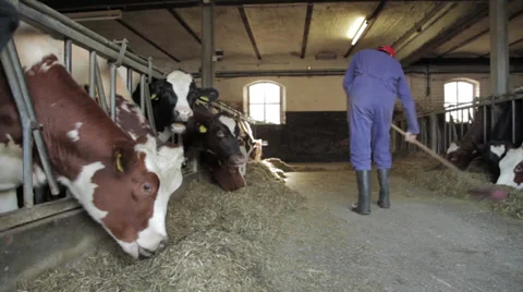 Farmer working with cows, Locked Down Shot Stock Footage 39429811