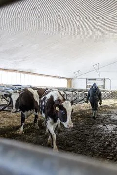 Farmer working in cowshed Photos