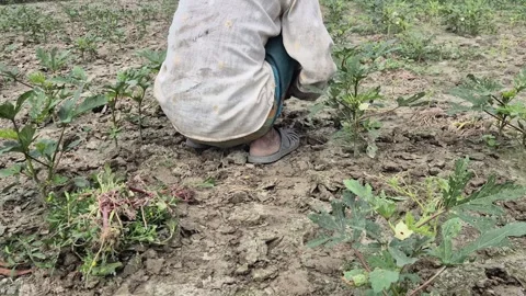 Farmer Working In Crop Field Back View Rural Agriculture Labor Video Stock Footage 343629651