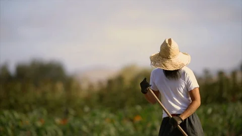 Farmer working in a crop field. Stock-Footage 88370378