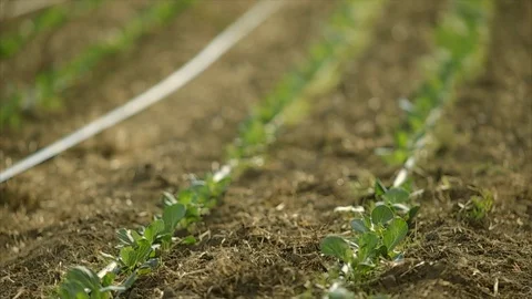 Farmer working in a crop field. Stock-Footage 88370388