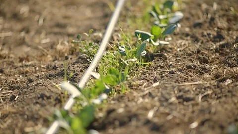 Farmer working in a crop field. 動画素材 88370428