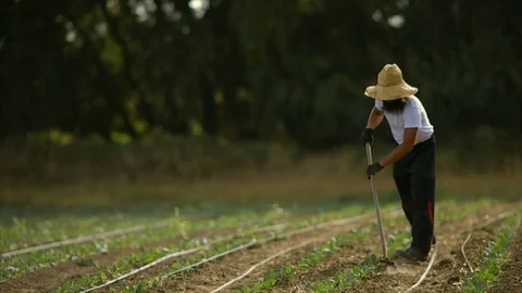 Farmer working in a crop field. Stock-Footage 88370496