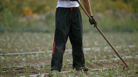 Farmer working in a crop field. Stock Footage 88370562