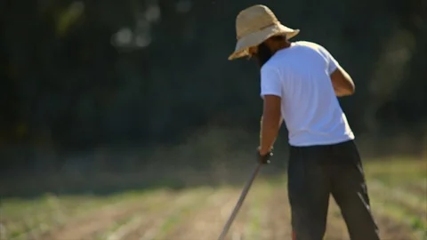 Farmer working in a crop field. Stock-Footage 88370594