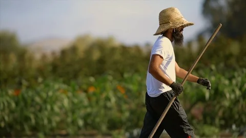 Farmer working in a crop field. Video stock 88370625