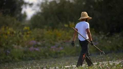 Farmer working in a crop field. 스톡 동영상 88370653