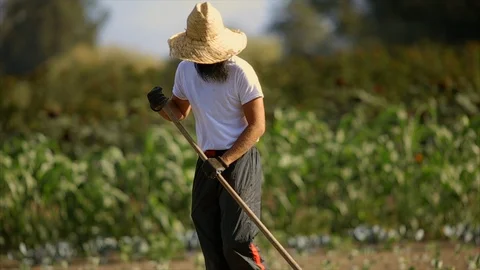 Farmer working in a crop field. 스톡 동영상 88370661