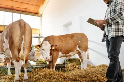 Farmer working on digital tablet in cowshed of cattle farm. Precision livesto Stock Photos