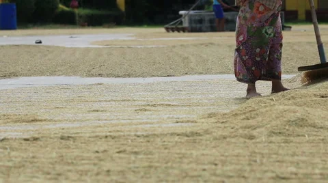 Farmer working, drying rice seed on field. Stock Footage 45460719