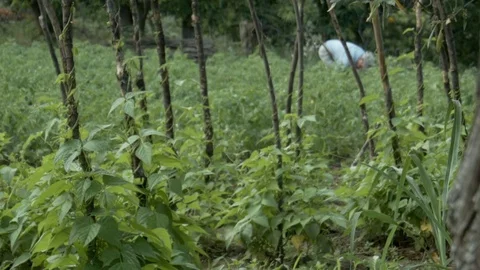 Farmer working the earth in the background Stock Footage 77259368
