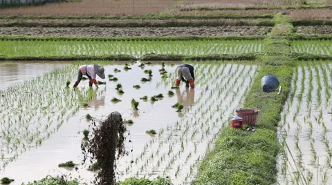 Farmer working in the farm. Stock Footage 61045099