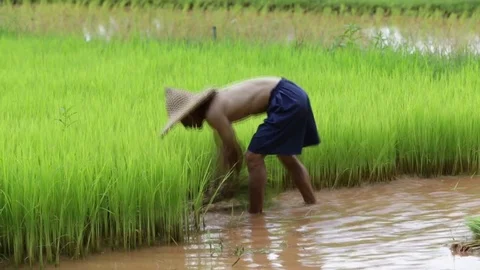 Farmer working on the field Stock Footage 77896139