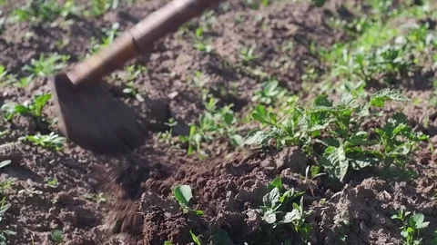 Farmer is working in the field Stock Footage 204159487