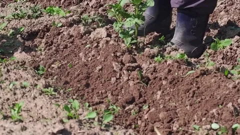 Farmer is working in the field Stock Footage 204159500