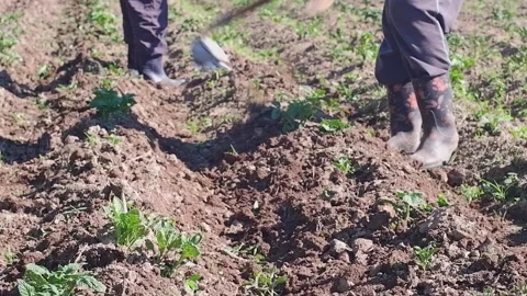 Farmer is working in the field Stock Footage 204161016
