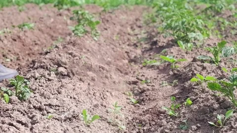 Farmer is working in the field Stock Footage 204161090