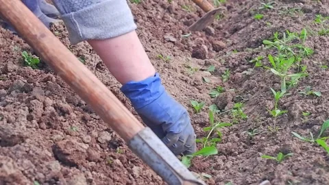 Farmer is working in the field Stock Footage 204816608