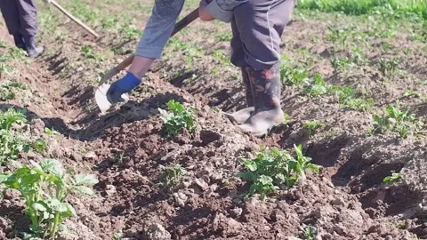 Farmer is working in the field Stock Footage 204816652