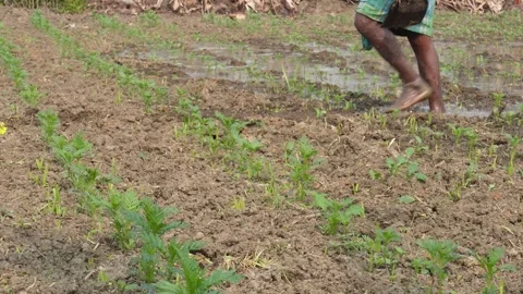 Farmer Working in Field Stock Footage 333264263