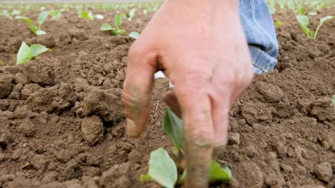 Farmer working in the field | Hands of a farmer | Plant Stockbeeldmateriaal 89791954