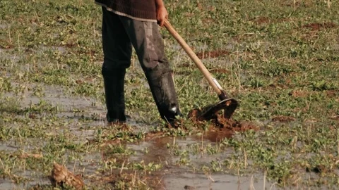 Farmer working in the field with a hoe. Close-up of a hoe plowing the ground Stock Footage 259372134