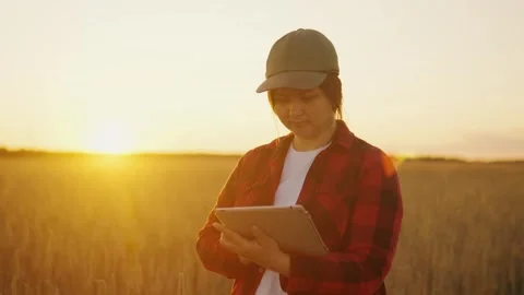 A farmer working in the field holds a tablet analyzing the harvest. Stock Footage 264395529