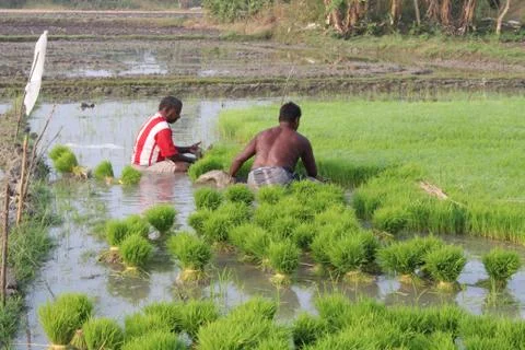 Farmer working in field Foto stock