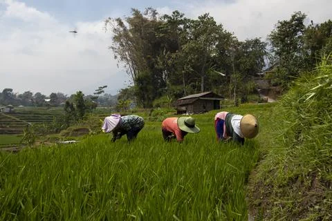 Farmer working in the field Stock Photos