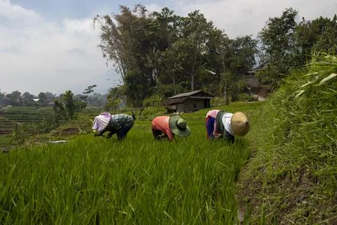 Farmer working in the field Stock Photos