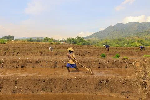 Farmer working in the field Stock Photos