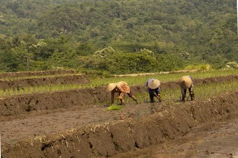 Farmer working in the field Stock Photos