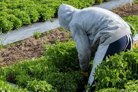 Farmer working in the field. Stock Photos