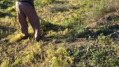 Farmer working in the field with a scythe, using a scythe, a farmer working w Vídeo Stock 205049023