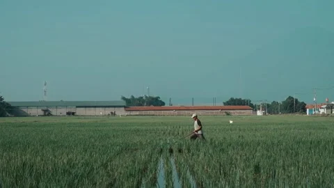 A farmer is working Stock Footage 303139042