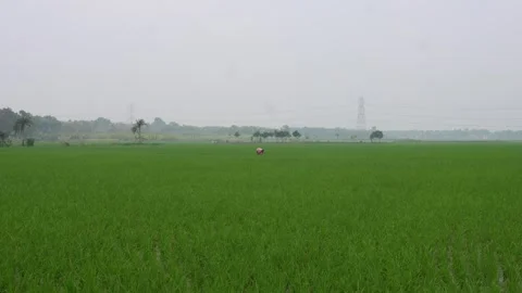 Farmer Working 库存影片 333918478