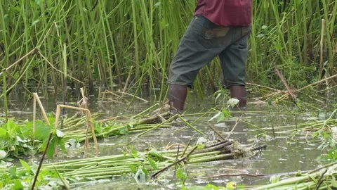 Farmer Working Stock Footage 340747833