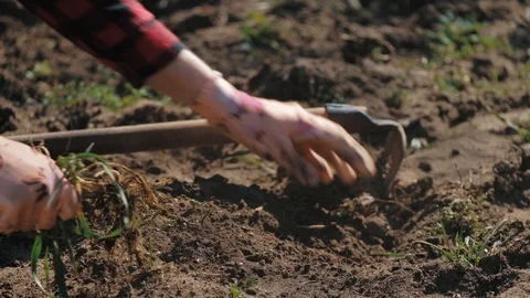 Farmer working in garden, cleaning the vegetable patch Stock Footage 128429934