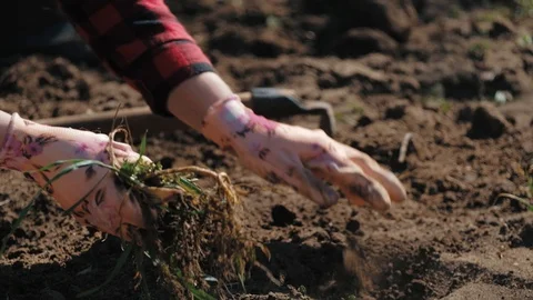 Farmer working in garden, cleaning the vegetable patch Stock Footage 128430043