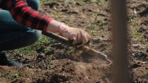 Farmer working in garden, cleaning the vegetable patch Stock Footage 128430101