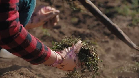 Farmer working in garden, cleaning the vegetable patch Stock Footage 128431208