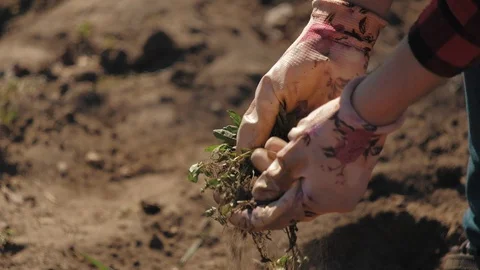 Farmer working in garden, cleaning the vegetable patch Stock Footage 128431393