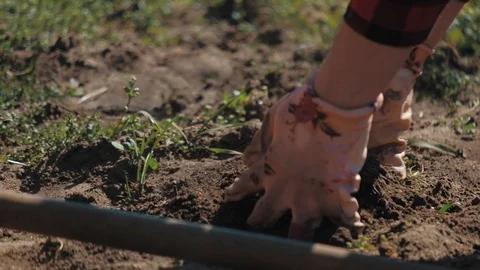 Farmer working in garden, cleaning the vegetable patch Stock Footage 128431434