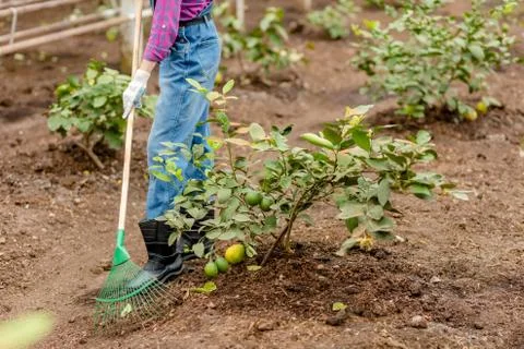 Farmer working in the garden. close up side view cropped photo Stock Photos