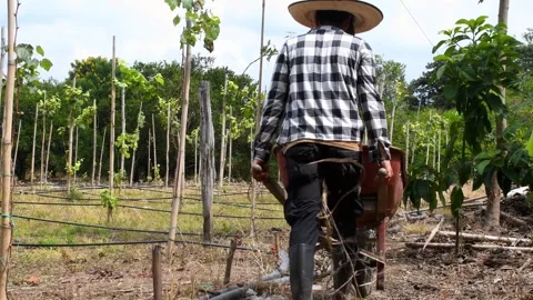Farmer working in a grape crop with a wheelbarrow Stock Footage 300997104