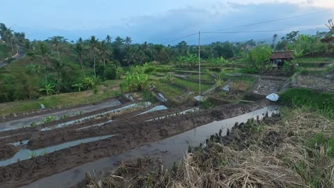 Farmer Working in a Green Rice Field Stock Footage 344220941