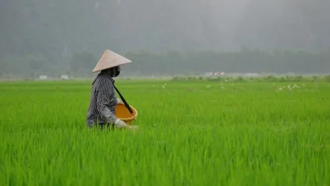 Farmer working at green rice paddy field, fertilizing by hand in ninh binh,.. Video stock 336998655